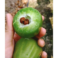 CÂY GIỐNG MẬN XANH ĐƯỜNG SÓC TRĂNG