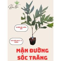 Cây giống Mận xanh đường Sóc Trăng