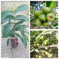 cây giống mận xanh đường Sóc Trăng