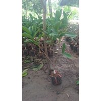 Cây Giống Mận Xanh Đường Sóc Trăng