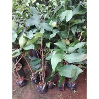 Cây giống Mận Xanh đường  (Trung Tâm Cây Giống