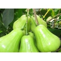 CÂY GIỐNG MẬN XANH TAM HOA freeship Extra +