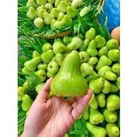 CÂY GIỐNG MẬN XANH TAM HOA