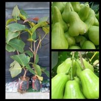 CÂY GIỐNG MẬN XANH TAM HOA (cây giống quỳnh anh)