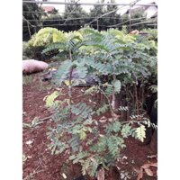 CÂY GIỐNG ME NGỌT [ CÂY GHÉP  ] [ CAM KẾT 100% GIỐNG CHUẨN ME THÁI SIÊU NGỌT -  (Freeship Xtra, Voucher Xtra +)