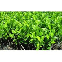 Cây Giống Mít Hạt Lép (không hạt) Ba Láng