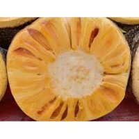 Cây Giống Mít Không Hạt Ruột Vàng (chi  lăng shop 47 )