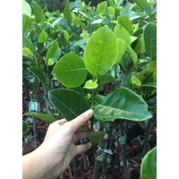 Cây Giống Mít nghệ tứ quý (cây ghép mau trái ) ( có bảo hành được kiểm tra hàng)