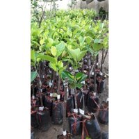 CÂY GIỐNG MÍT NGHỆ VIÊN LINH CAO SẢN.[ CÂY GHÉP CHO QUẢ SỚM SAU 12 THÁNG ]. [RẺ HƠN HOÀN TIỀN] _)
