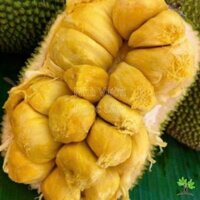 cây giống Mít Sầu Riêng (Mít mơ)