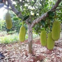 Cây giống mít trái dài (cây ghép siêu sớm) (Cung cấp sỉ số lượng lớn các loại cây giống)