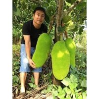 Cây giống mít trái dài (cây ghép cho trái siêu sớm) ( có bảo hành được kiểm tra hàng)