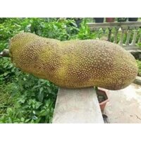 Cây Giống mít trái dài Malaysia (CHUẨN GIỐNG GỐC GHÉP SIÊU TRÁI) ( có bảo hành được kiểm tra hàng)