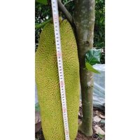 Cây Giống Mít trái dài Malaysia[ Siêu Sớm ]