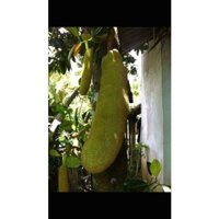 CÂY GIỐNG MÍT TRÁI DÀI MAILAISIA. _)