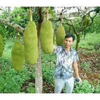 Cây Giống mít trái dài Malaysia (cây ghép siêu sớm) (uacjmk)