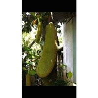 CÂY GIỐNG MÍT TRÁI DÀI MAILAISIA.