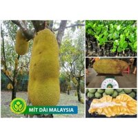 CÂY GIỐNG mít trái dài