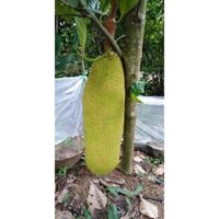 CÂY GIỐNG MÍT TRÁI DÀI MALAYSIA. [ CÂY GHÉP CHO QUẢ SỚM ]. (frEEship Xtra Plus+)