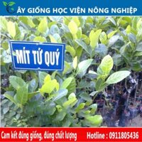 cây giống mít tứ quý có quả quang năm