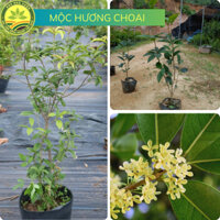 Cây giống Mộc Hương Choai, Hoa Tuôn Như Suối, Hương Thơm Ngào Ngạt