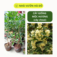 Cây Giống Mộc Hương Giâm Cành Cây Giống Chất Lượng Siêu Hoa
