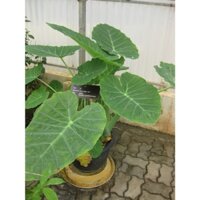 CÂY GIỐNG MÔN BẠC HÀ [ CÂY DỌC MÙNG ] [một loại cây rau gia vị không thể thiếu[ frEEship Extra + hoàn xu Extra + ]