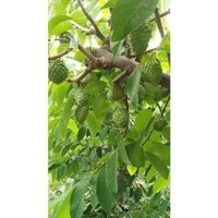 CÂY GIỐNG NA SẦU RIÊNG (ẢNH THẬT) freeship Extra +