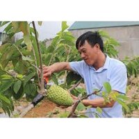 CÂY GIỐNG NA SẦU RIÊNG ( cây siêu sớm có bảo hành)