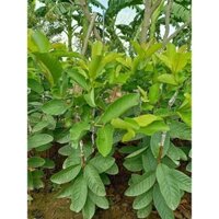 CÂY GIỐNG NA SẦU RIÊNG ( cây siêu sớm có bảo hành)
