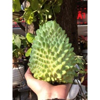Cây giống na sầu riêng