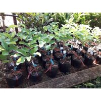Cây giống Na (Thái) [ Mãng cầu na siêu sớm ] [ hoàn xu xtra + ]
