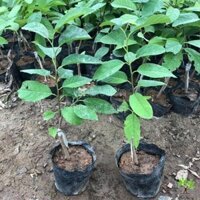 Cây giống Na (Thái) [ Mãng cầu na siêu sớm ] (frEEship Xtra Plus+)