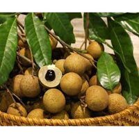 CÂY GIỐNG NHÃN ĐƯỜNG PHÈN [ SIÊU SỚM ].