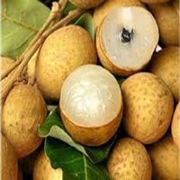 Cây giống nhãn hạt lép