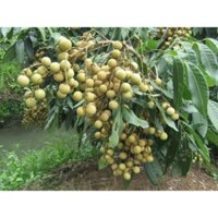 cây giống nhãn hồng phúc siêu trái.