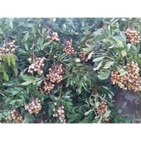 cây giống Nhãn Hương Chi (chi  lăng shop 47 )