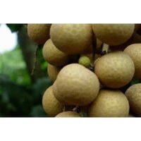 cây giống nhãn IDO GDFGDF ( chuyên cây giống )