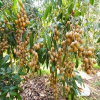 CÂY GIỐNG NHÃN IDO - Khu vườn xinh 689, Freeship extra+