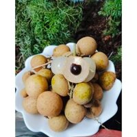 Cây giống Nhãn Ido siêu trái, siêu sớm.