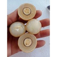 Cây giống nhãn long phụng châu