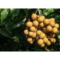 CÂY GIỐNG NHÃN QUẾ (Freeship Xtra, Voucher Xtra +)