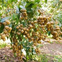 CÂY GIỐNG NHÃN SIÊU TRÁI