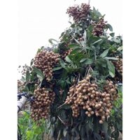CÂY GIỐNG NHÃN SIÊU TRÁI