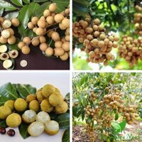 CÂY GIỐNG NHÃN TIÊU DA BÒ. ( Cam kết giống chuẩn đẹp như hình ).