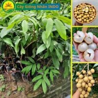 Cây Giống Nhãn tiêu IDo (Nhãn Thái) hạt lép cây đẹp, cây giống ghép cành cho quả sau 1.5 năm trồng 22
