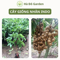 Cây Giống Nhãn tiêu IDo (Nhãn Thái) hạt lép cây đẹp, cây giống ghép cành cho quả sau 1.5 năm trồng