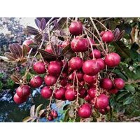 Cây Giống Nhãn Tím Ghép Chuẩn Giống conut_toroto_dl bảo hành