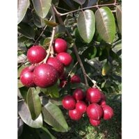 Cây giống Nhãn Tím Sóc Trăng