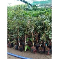 CÂY GIỐNG NHÃN TÍM SÓC TRĂNG